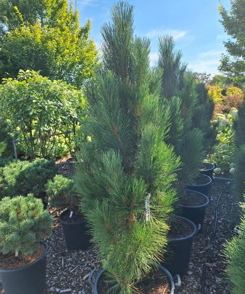 Pinus nigra Pyramidalis - Zwarte Den