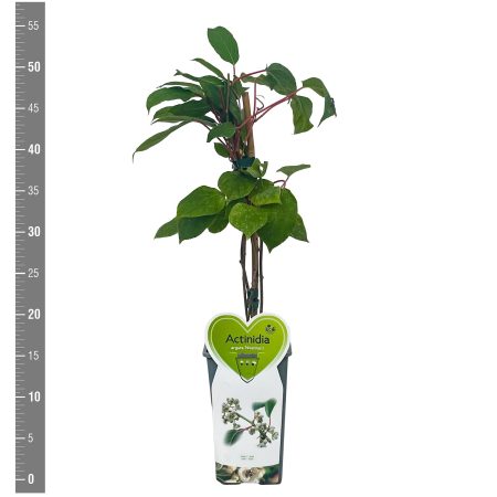Actinidia arguta 'Nostino' (Mannelijk)