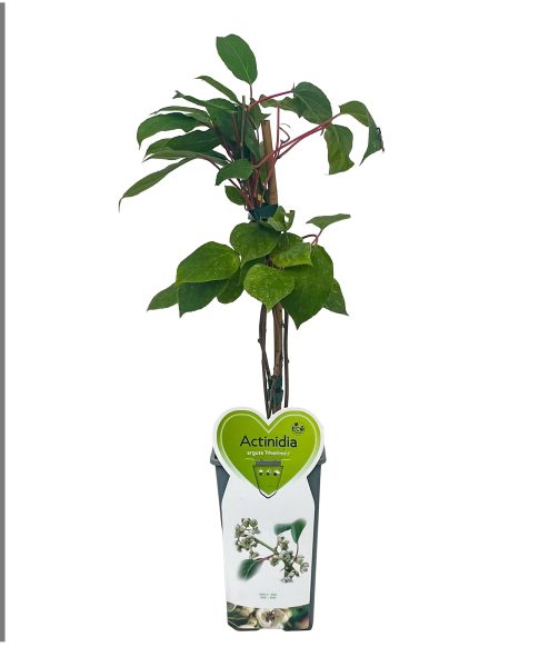 Actinidia arguta 'Nostino' (Mannelijk)