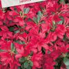 Azalea Japonica 'Toreador' rood