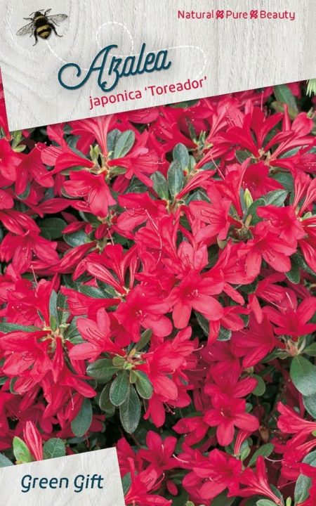 Azalea Japonica 'Toreador' rood