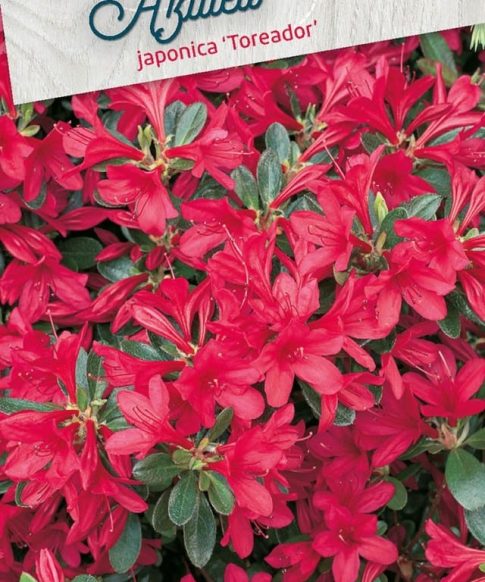 Azalea Japonica 'Toreador' rood