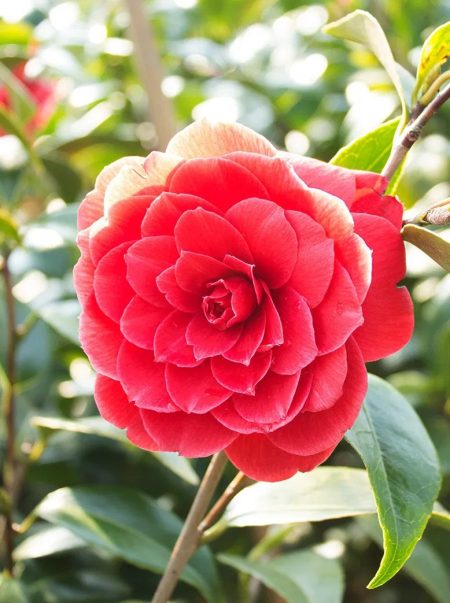 Camellia Japonica 'Erebo' - Afbeelding 2