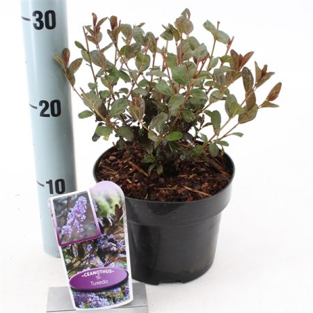 Ceanothus 'Tuxedo'