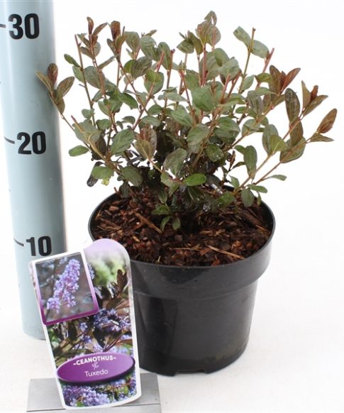 Ceanothus 'Tuxedo'