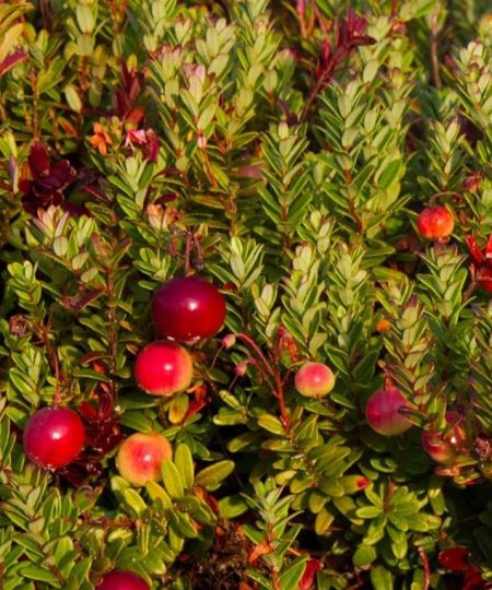 Vaccinium macrocarpon Cranberry 'Pilgrim'