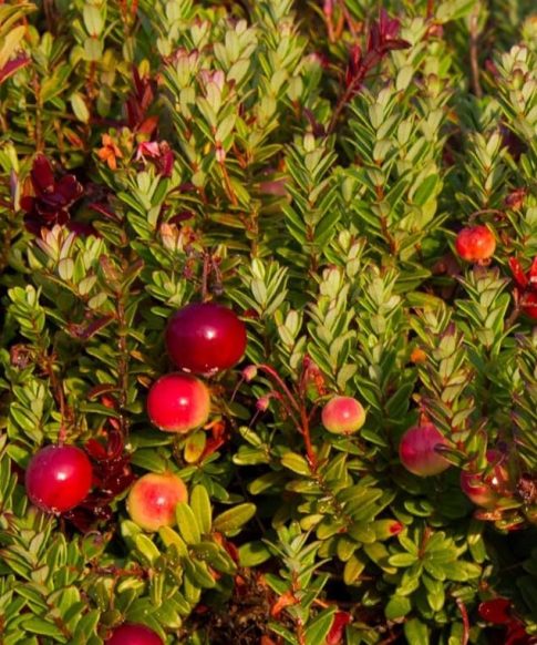 Vaccinium macrocarpon Cranberry 'Pilgrim'