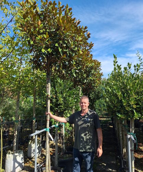 Groenblijvende Magnolia boom (Magnolia grandiflora 'Little Gem')