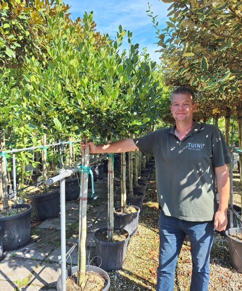 Ilex 'Nellie r. Stevens' op stam 140 cm
