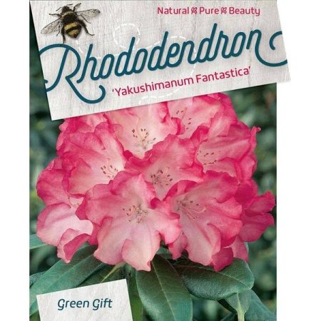Rhododendron 'Fantastica'  - roze-rood - Afbeelding 2