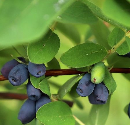 Lonicera kamtschatica 'Altaj' - Siberische honingbes