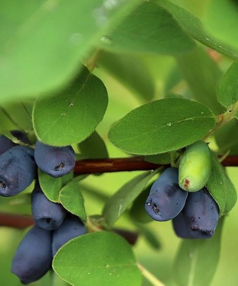 Lonicera kamtschatica 'Altaj' - Siberische honingbes
