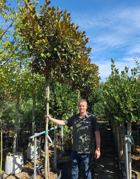 Magnolia Grandiflora 'Little Gem' stam 200 cm