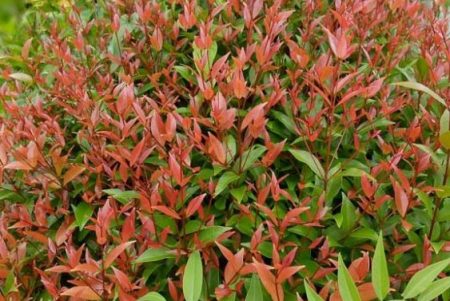 Nandina Domestica Gulfstream
