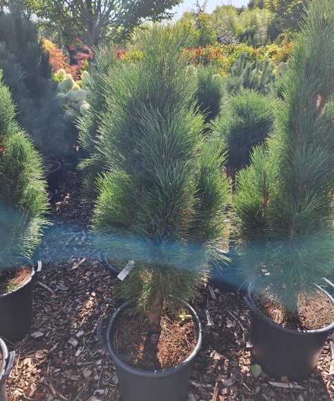 Pinus Nigra Green Tower 100-120 cm