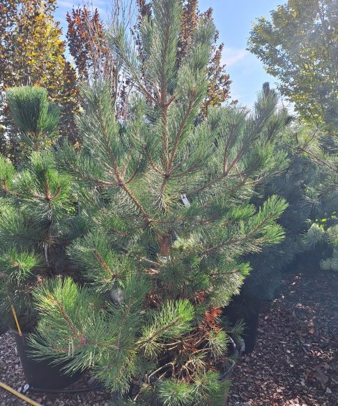 Pinus Nigra - Zwarte Den