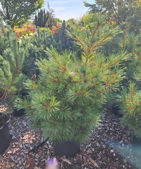 Pinus Radiata - Monteryden
