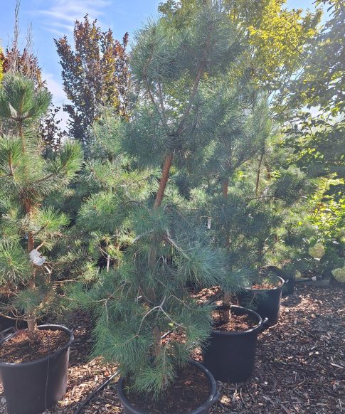 Pinus Sylvestris - Grove Den 180-200 cm