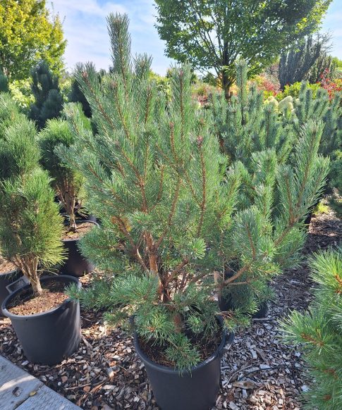 Pinus Sylvestris Watereri - Grove Den