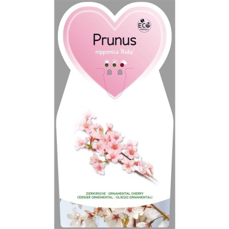 Sierkers (Prunus nipponica 'Ruby')