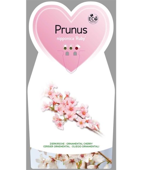 Sierkers (Prunus nipponica 'Ruby')