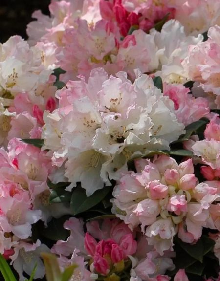Rhododendron 'Dreamland' - licht roze
