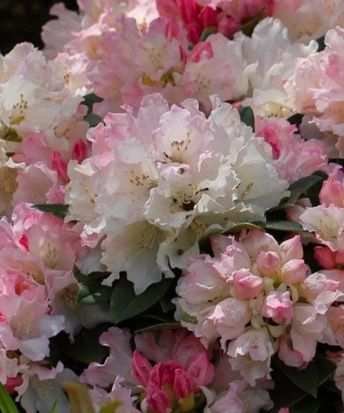 Rhododendron 'Dreamland' - licht roze