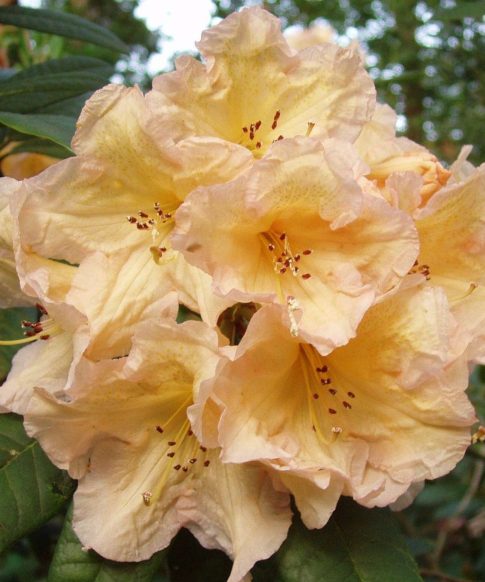Rhododendron 'Golden Torch' geel-wit
