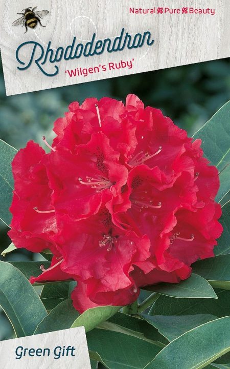 Rhododendron 'Wilgen's Ruby' rood