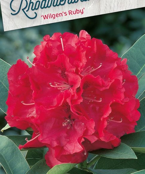 Rhododendron 'Wilgen's Ruby' rood