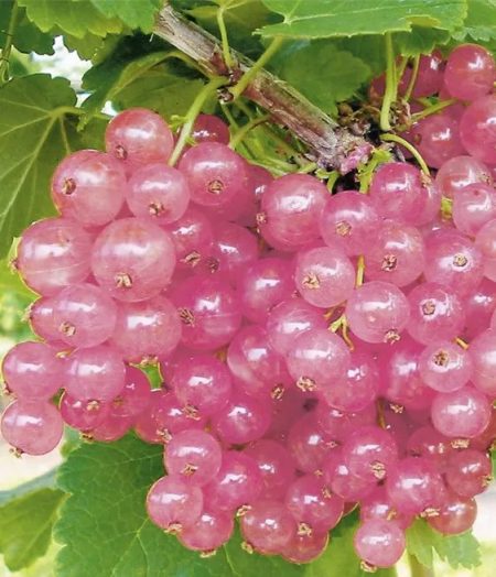 Ribes rubrum 'Rosalinn' - roze bes