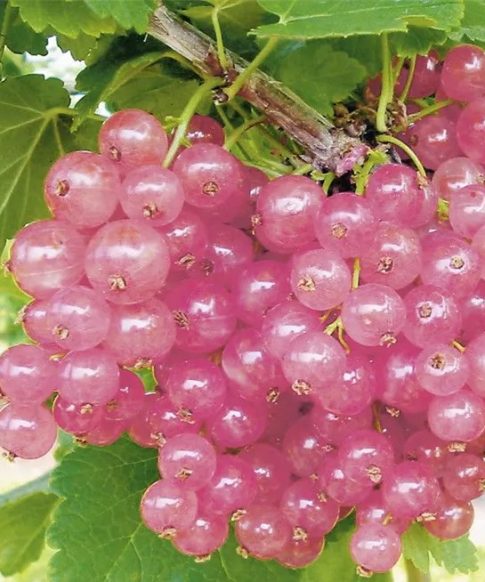 Ribes rubrum 'Rosalinn' - roze bes
