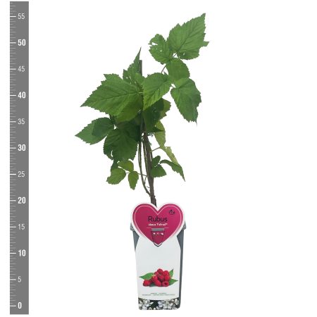 Rubus idaeus ´Fallred - framboos - Afbeelding 2