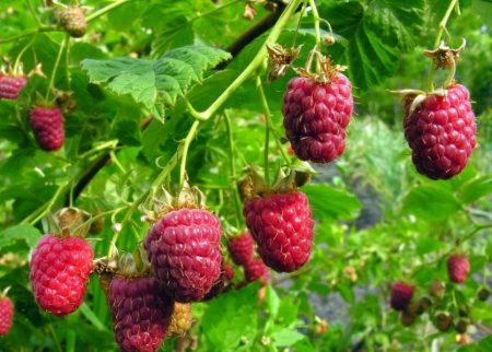 Rubus idaeus ´Fallred - framboos