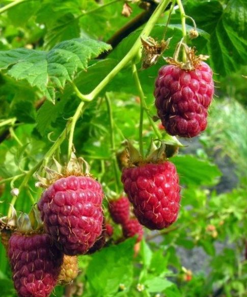 Rubus idaeus ´Fallred - framboos