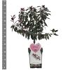 Prunus Serrulata Amanogawa struik