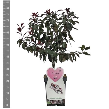 Prunus Serrulata Amanogawa struik