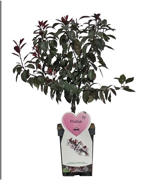 Japanse sierkers (Prunus serrulata 'Amanogawa')