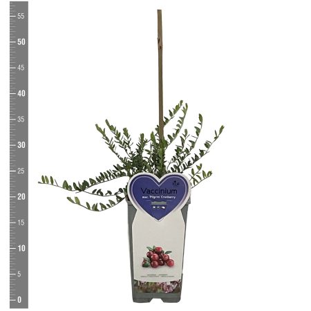 Vaccinium macrocarpon Cranberry 'Pilgrim' - Afbeelding 2