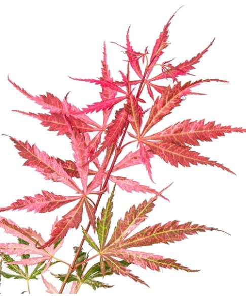Diep ingesneden purperrood blad van de Japanse esdoorn (Acer Palmatum 'Extravaganza'.