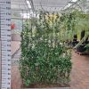 Trachelospermum Jasminoides op rek - Toscaanse Jasmijn op rek