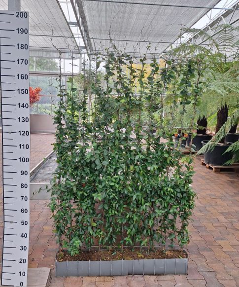 Trachelospermum Jasminoides op rek - Toscaanse Jasmijn op rek