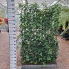 Hedera Hibernica groen- klimop rek 120 x180 cm