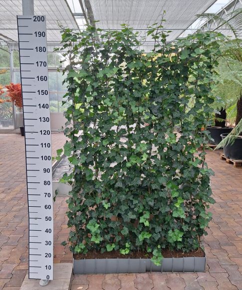 Klimop op rek 120 x180 cm (Hedera hibernica)