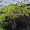 Tetrapanax papyrifer - rijstpapierplant
