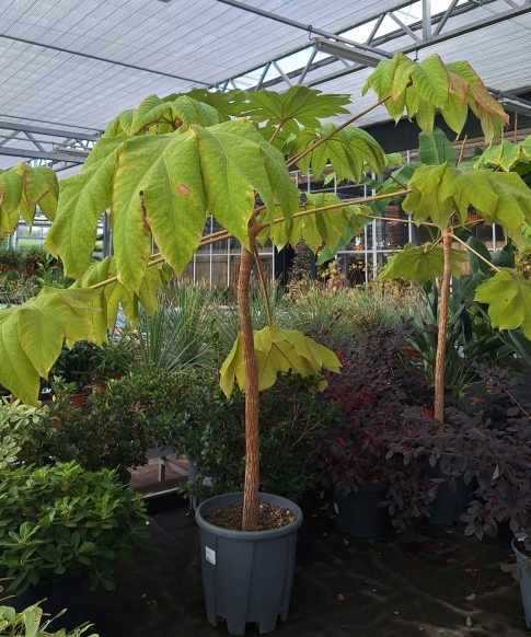 Tetrapanax papyrifer - rijstpapierplant