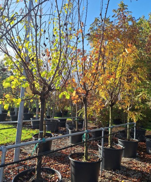 Abrikozenboom (Prunus armeniaca 'Polonais') Halfstam, stamomtrek 14-16 cm
