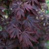 Rood-paars gekleurde bladeren van de Japanse esdoorn (Acer Palmatum 'Black Lace').