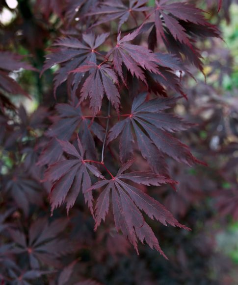 Rood-paars gekleurde bladeren van de Japanse esdoorn (Acer Palmatum 'Black Lace').