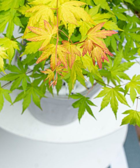 Blad van de Japanse esdoorn (Acer Palmatum 'Butterfly')